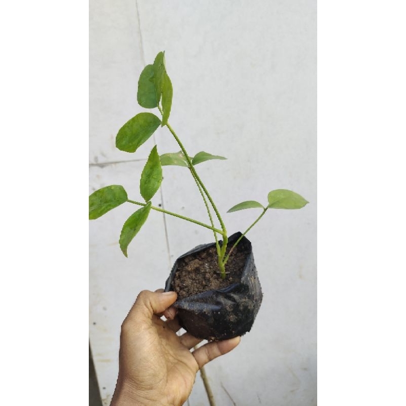 bahan bonsai bibit tanaman Tlogosari