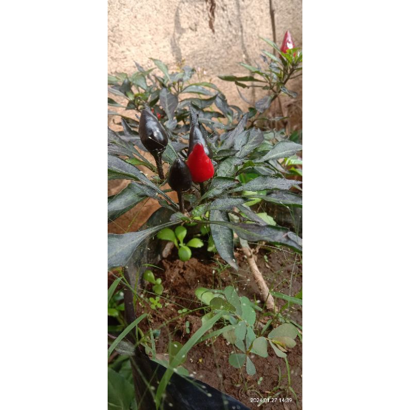 

bibit cabe buat masak (beli 10 bonus 2) siap tanam