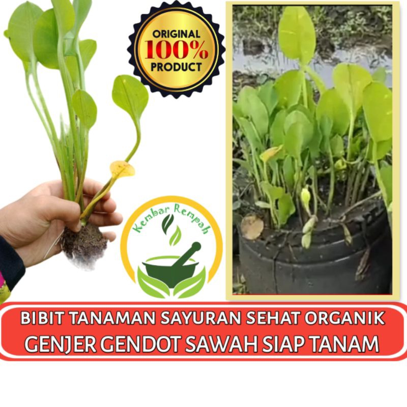Bibit Tanaman Genjer Sayur Gendot Sayur Siap Tanam