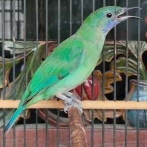 CUCAK CUNGKOK / CUNGKO BETINA Bunyi Mapan Siap Breeding