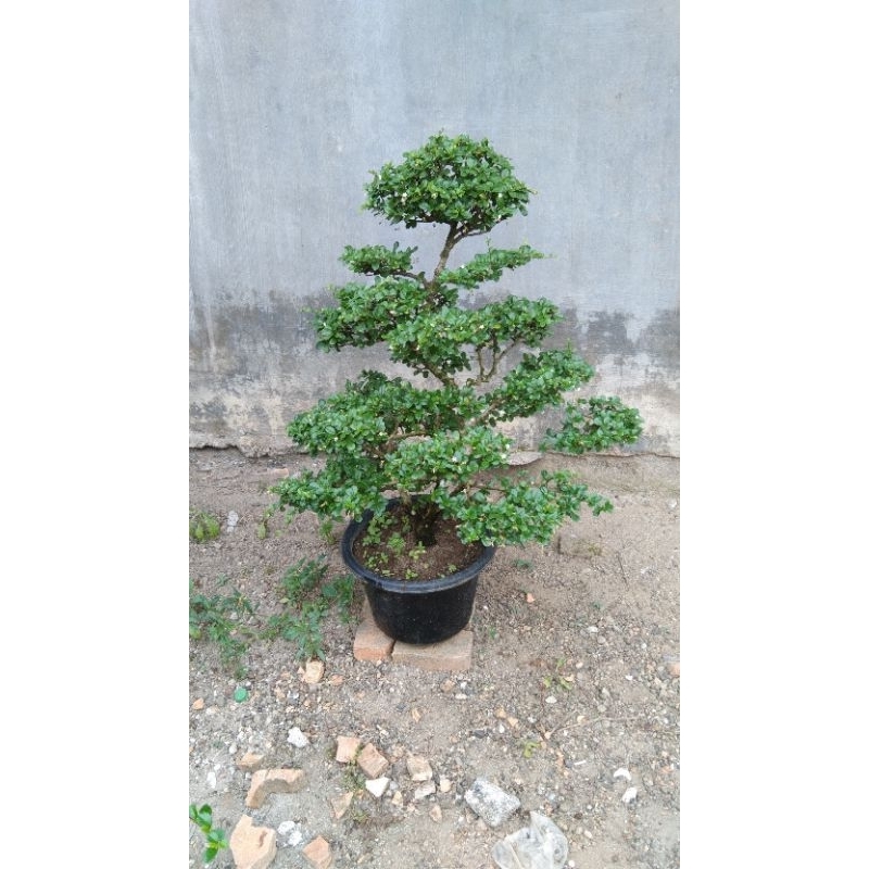 bonsai hokiantea bunga