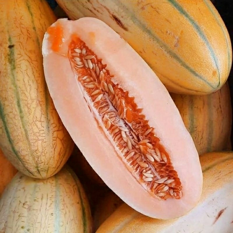 Benih Buah TIMUN MAS TIMUN SURI Renyah Manis Orange Termurah