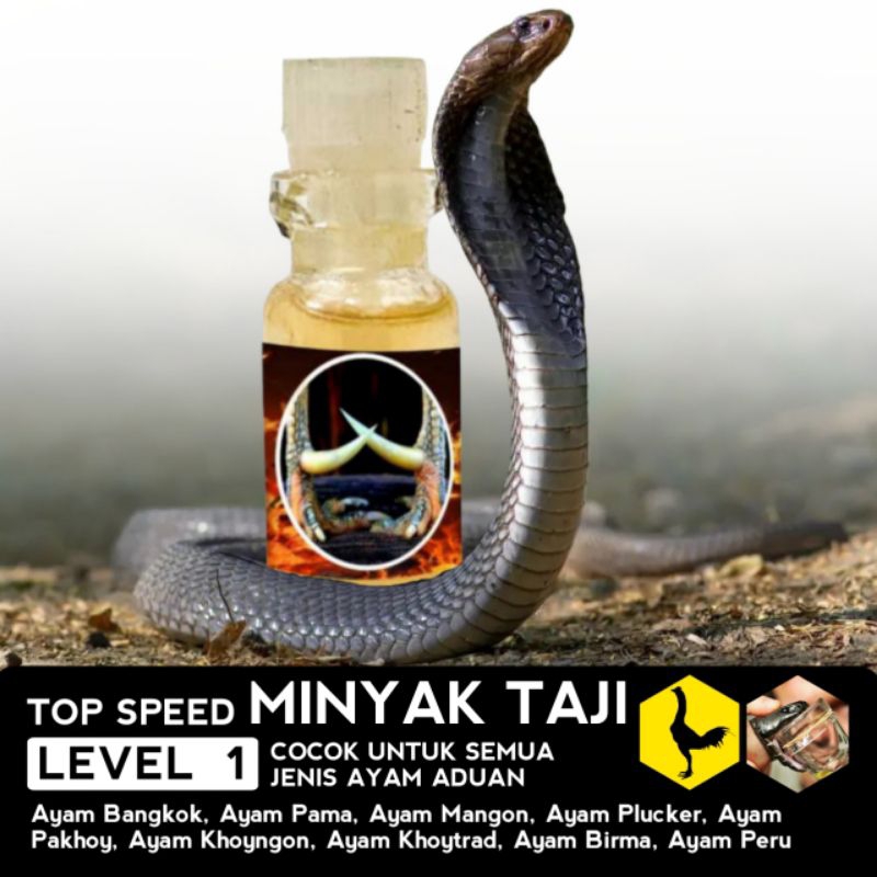 racun ayam supaya mati minyak taji