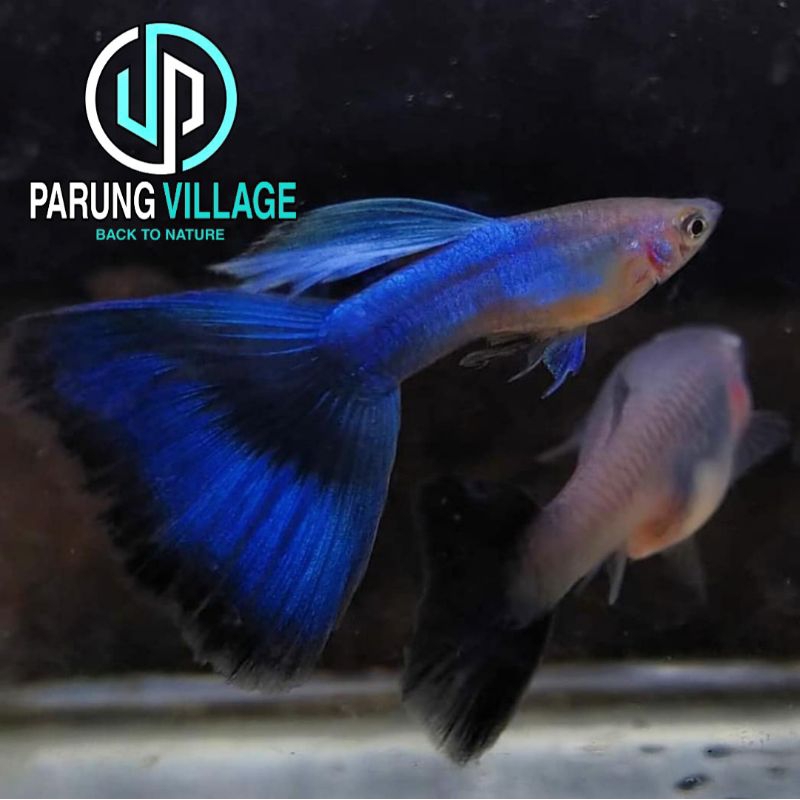 Pembersih lantai SingaBlueTail