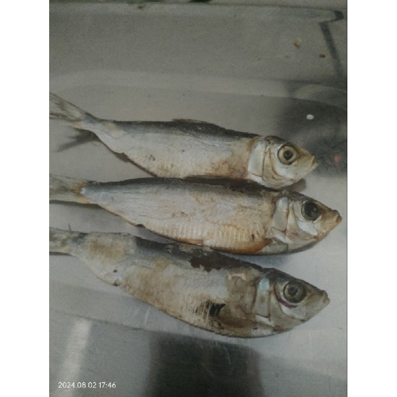 

ikan asin tembang ikan asin selar kuning ikan asin jambu jambu ikan asin ekor kuning kecil ikan asin biji nangka ikan asin bau bau