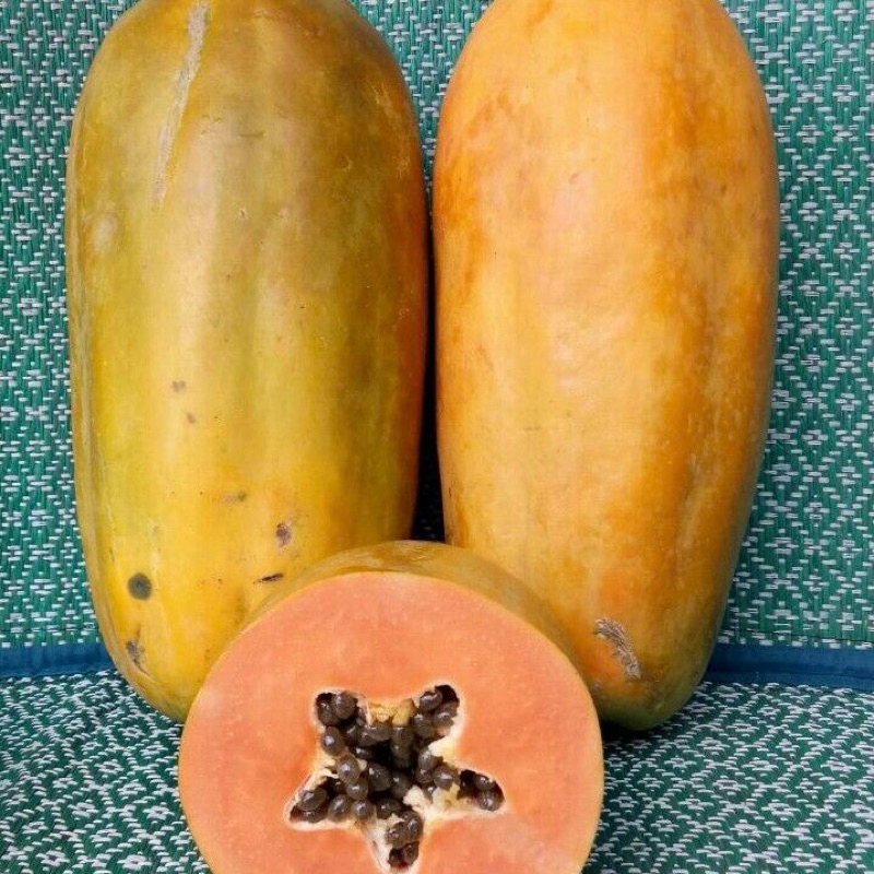 

Pepaya California Manis 1 Buah