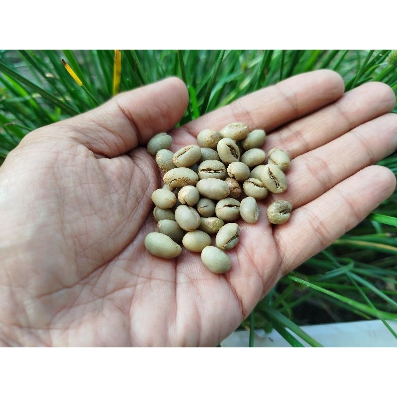 

KOPI LANANG ROBUSTA BANYUWANGI 650g Greenbean