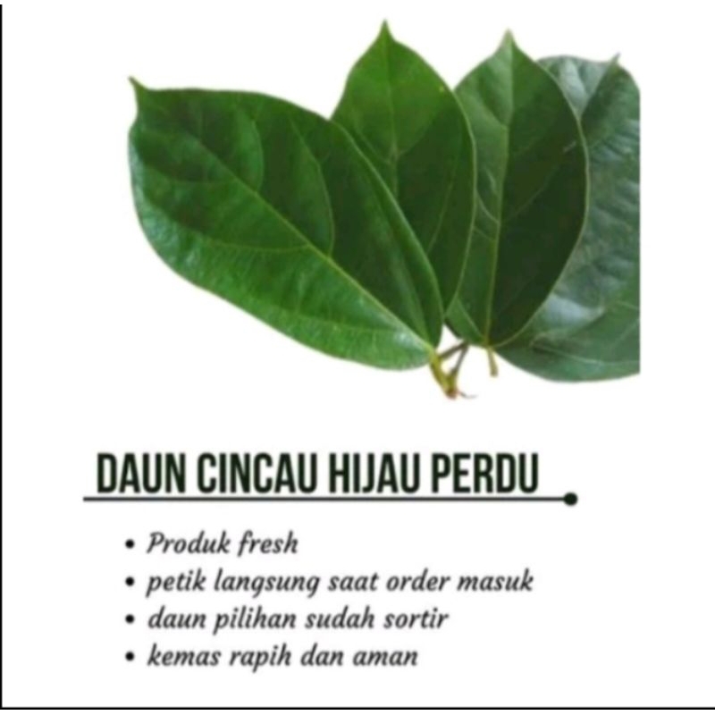 

daun cincau perdu