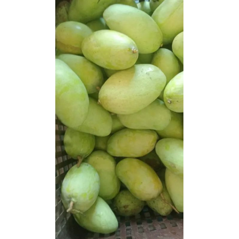 

mangga rujak semua jenis 1 paket isi 1 kg