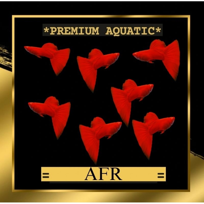 Guppy AFR Sepasang hiasan akuarium