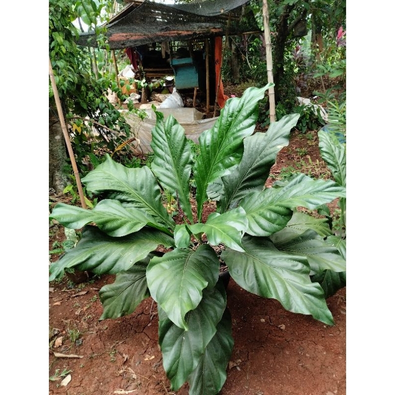 pohon anthurium gelombang cinta jumbo