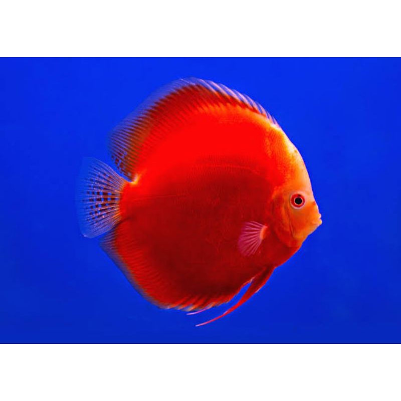 DISCUS RED MELON HB ROUNDED JUMBO UKURAN 4"