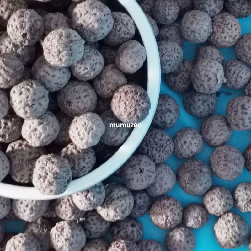 BIJI GENITRI  JENITRI RUDRAKSA ASLI PAPUA UNTUK KESEHATAN