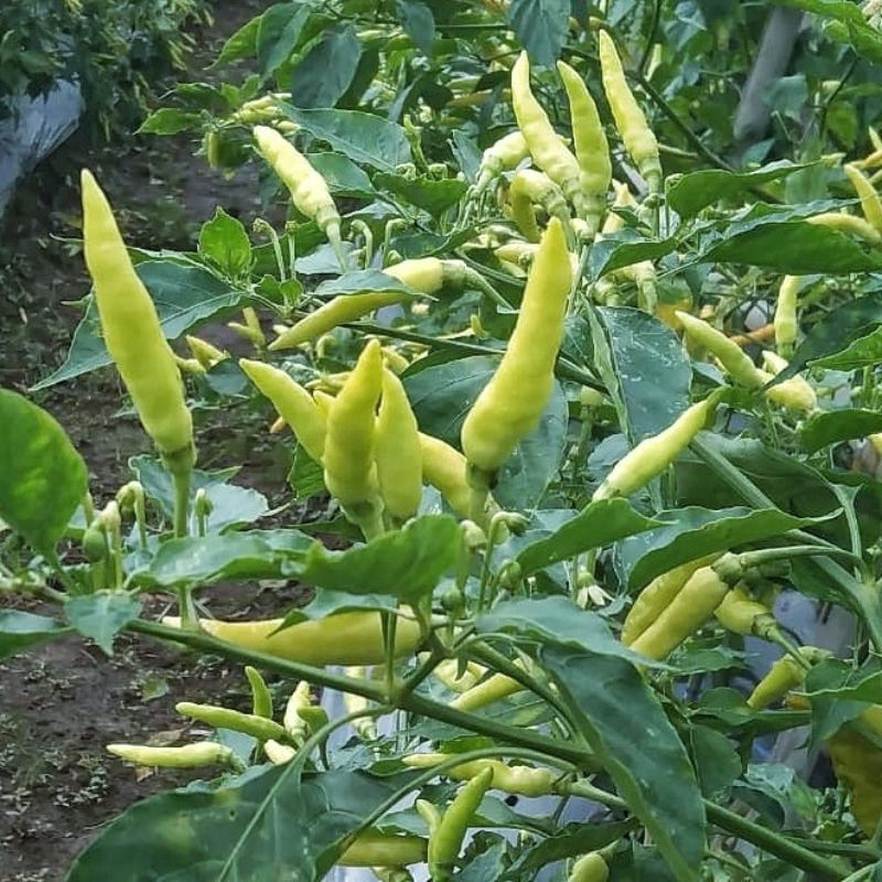 15 Biji Benih Cabe Rawit Merah Tegak Bibit Cabai Dataran Rendah