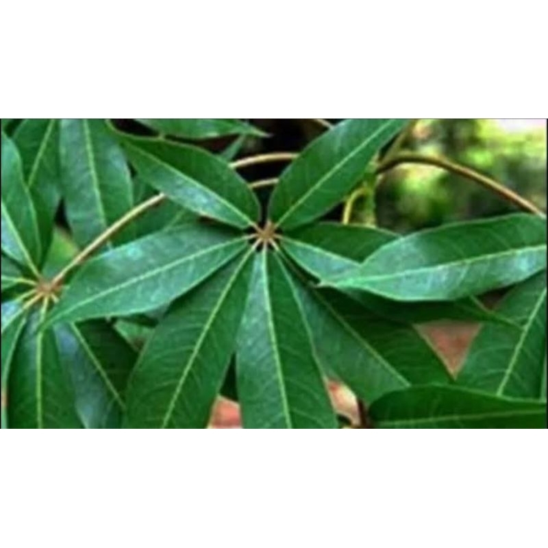

paket hemat daun randu segar 300 gram