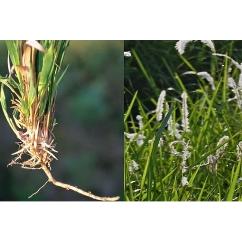 

akar alang-alang segar/obat herbal 500 gram