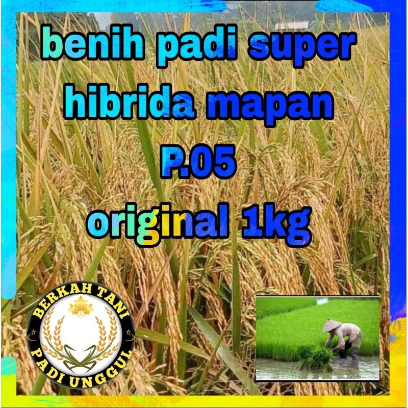 BENIH PADI BIBIT PADI HIBRIDA MAPAN P. 05 SUPER BERBOBOT ORIGINAL