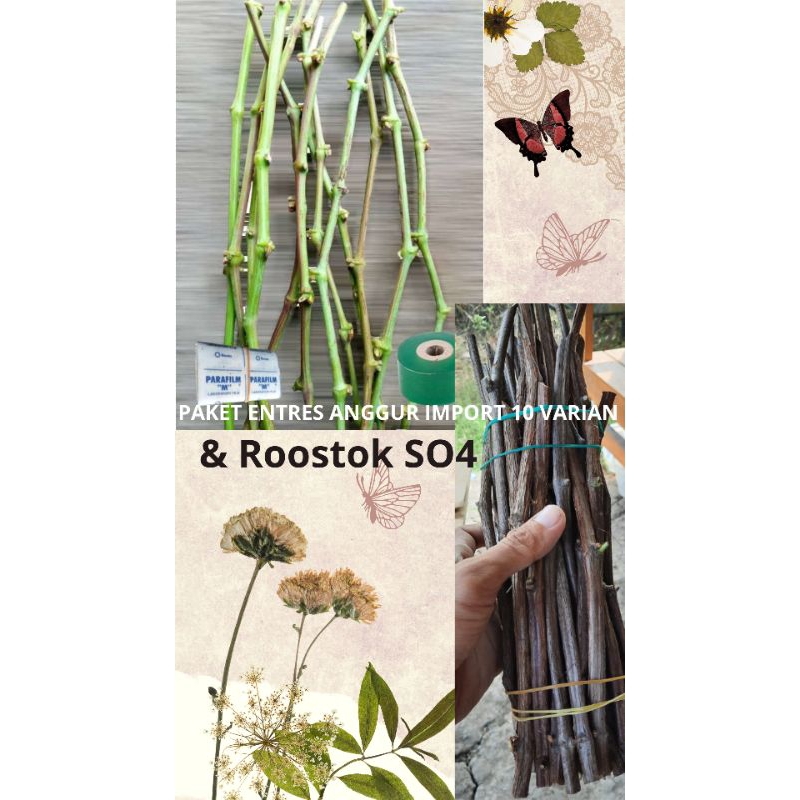 Paket Entres Anggur 8 Varian & RS SO4, Sudah Pernah Berbuah