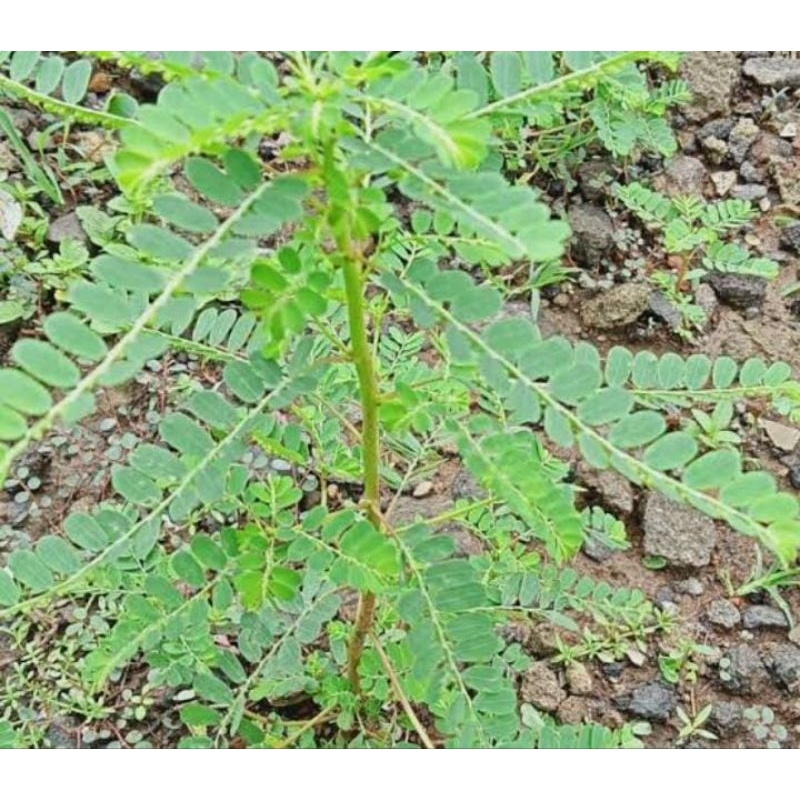 

Meniran Segar 250 Gram Obat Herbal Tradisional Murah Fresh