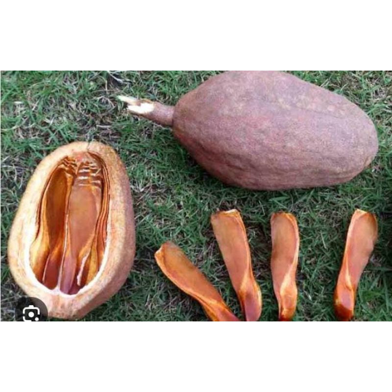 

Buah Mahoni Utuh Langka 1 Buah Murah Obat Herbal Tradisional