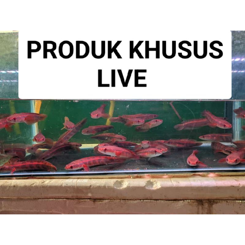 Channa Maru Ys Cabung Produk Khusus Live