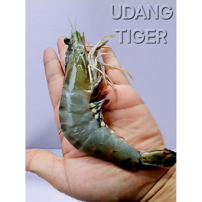 

Udang Tiger Fresh