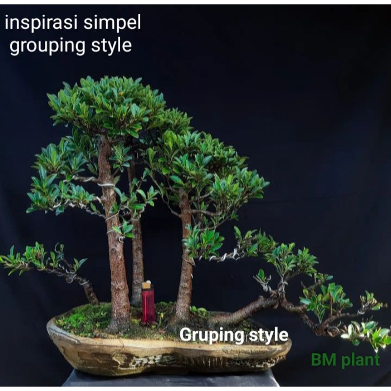 Tanaman bahan bonsai prospek beringin ficus elegan original