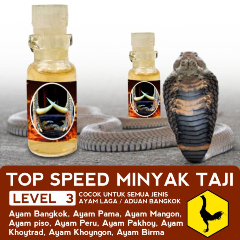 Racun Taji Sambungan Jalu ayam Bangkok