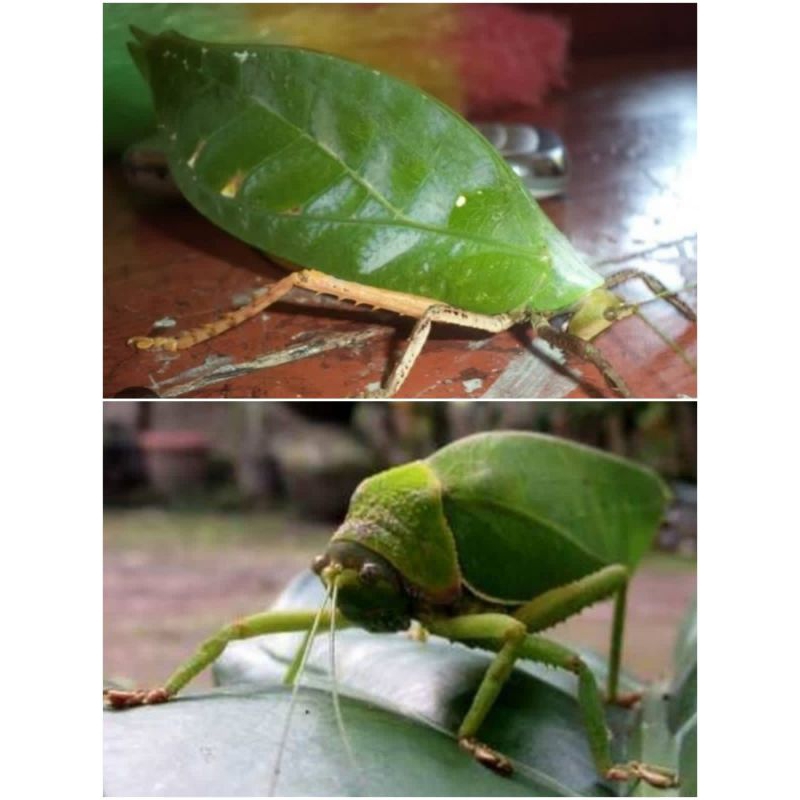 belalang nangka/daun hidup