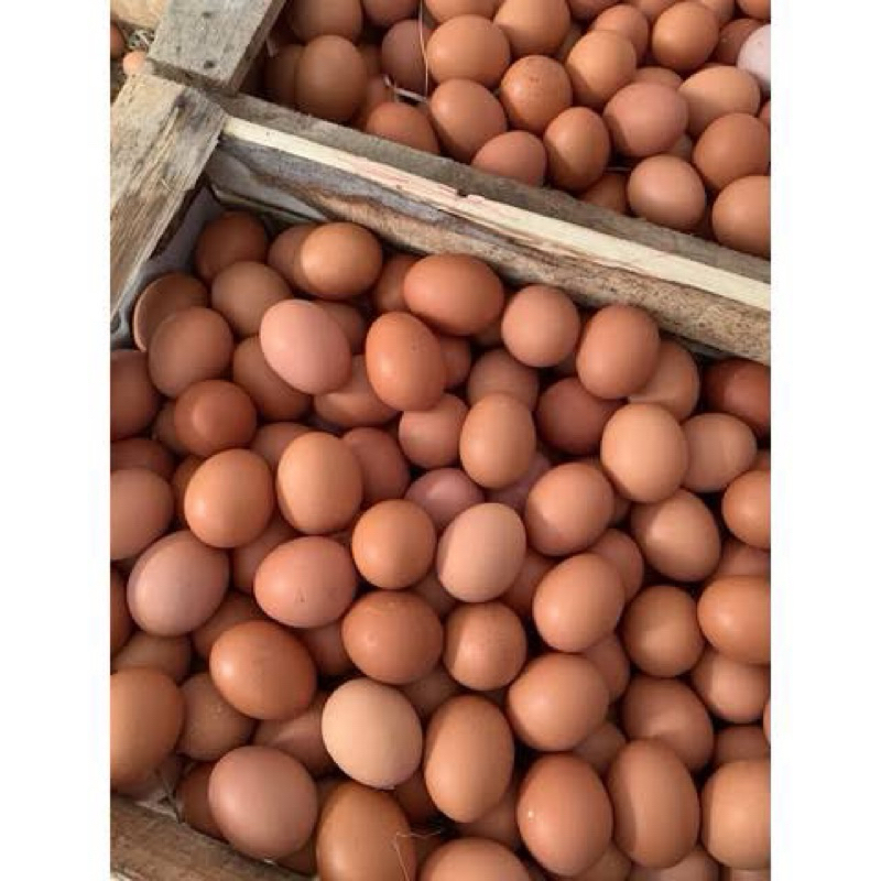 

telur ayam horn 5 kg