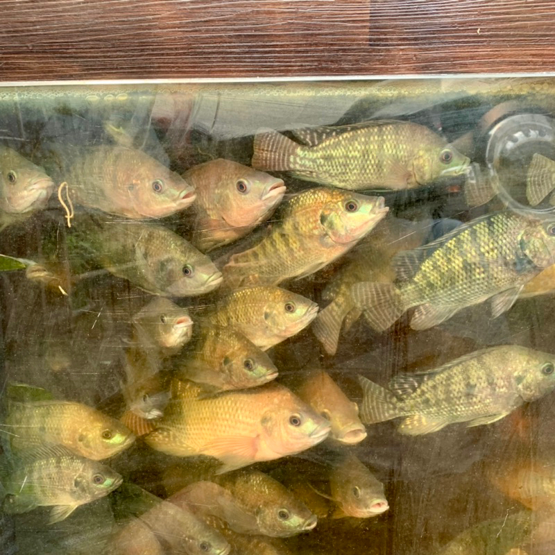 

Ikan Nila Segar 500gr & 1kg Khusus Cimahi Bandung