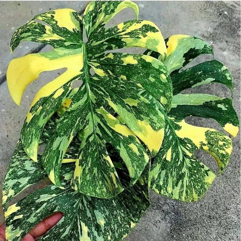 ID TANAMAN HIAS MONSTERA YELLOW JEPANG VARIEGATA BUNGA HIAS MONSTERA ANAKAN MURAH