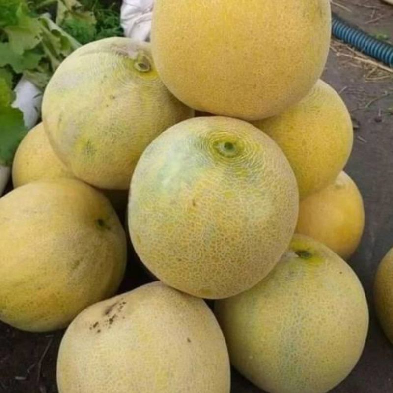 

buah melon bijian besar 2/2,5kg pasar samarinda