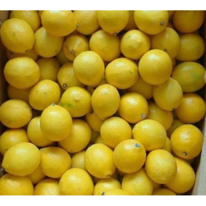 

jeruk lemon fresh segar