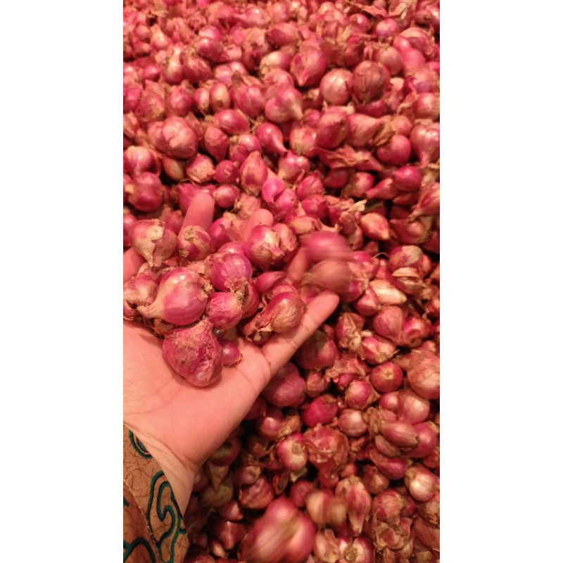 

Bawang Merah 1kg