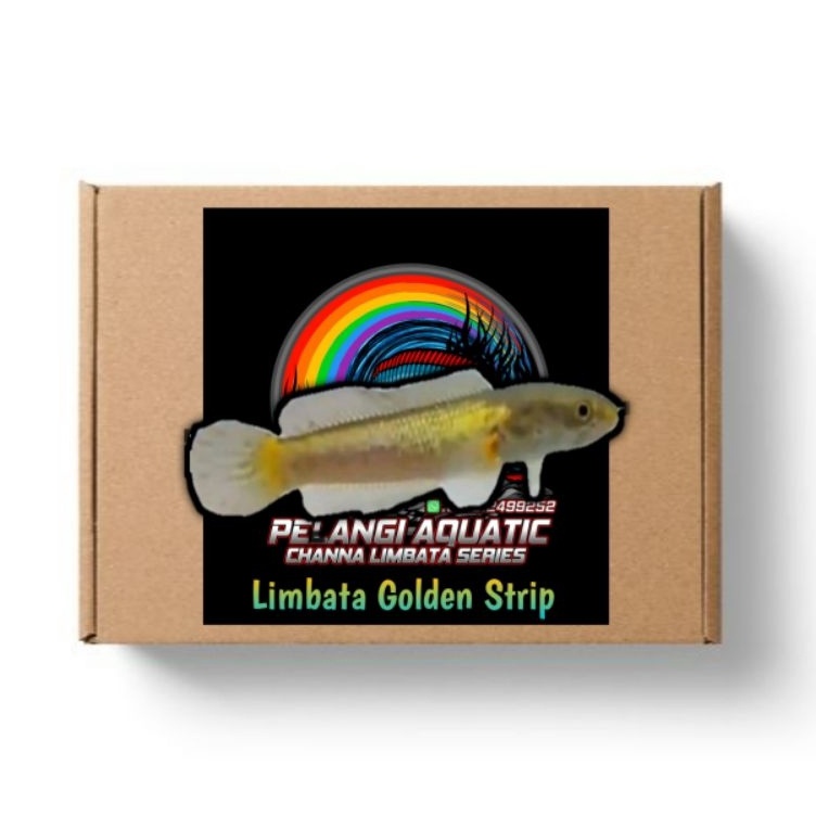 KODE N69T Limbata Golden Strip 5 cm