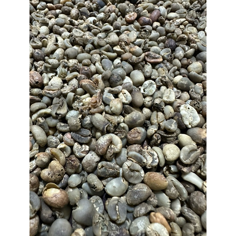 

comesil arabika gayo siap roasting