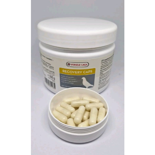 RECOVERY VERSELE LAGA IMPORT VITAMIN BURUNG MERPATI DARA KOLONG BALAP TINGGI