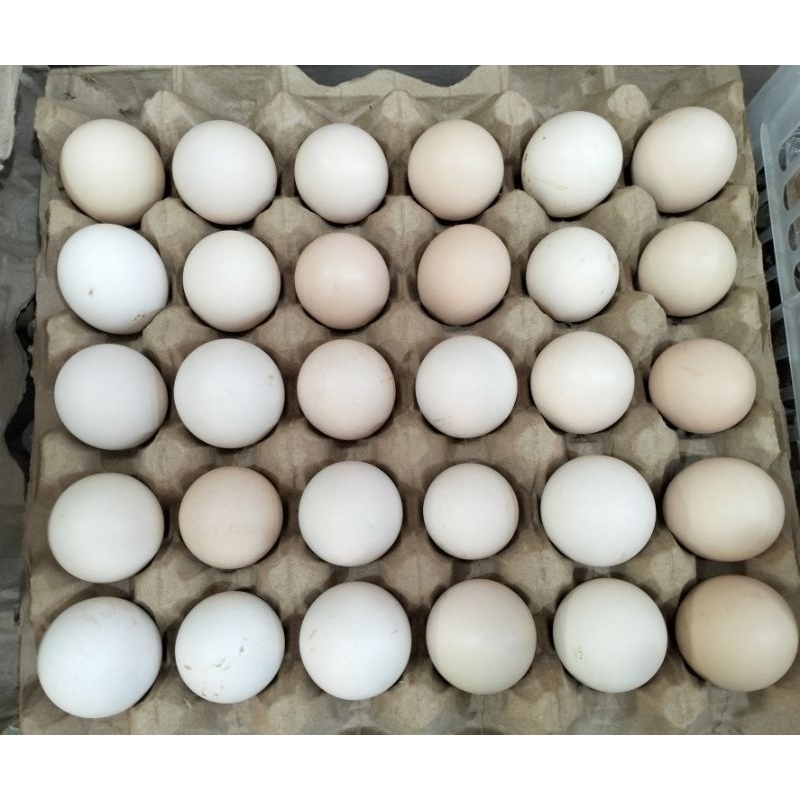 

Telur Ayam Kampung Pilihan Per Butir