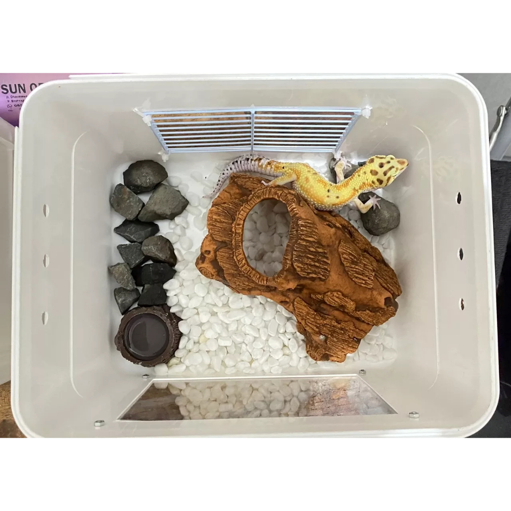 Kandang Box Hamster Reptil, katak, gecko