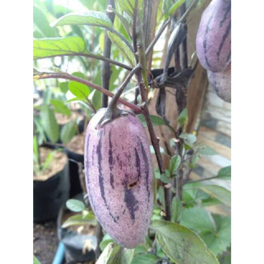 Bibit Pepino Terong Belanda