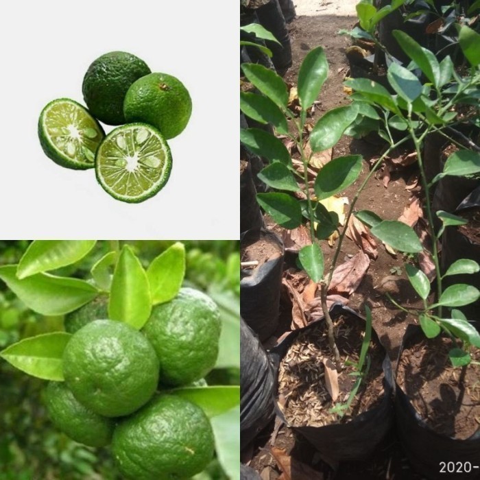 Bibit Jeruk Limau - Jeruk Kasturi - Jeruk Cui / Kunci