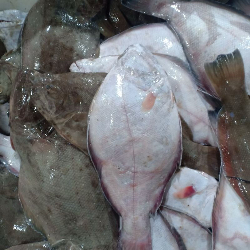 

ikan sebelah segar 1 kg