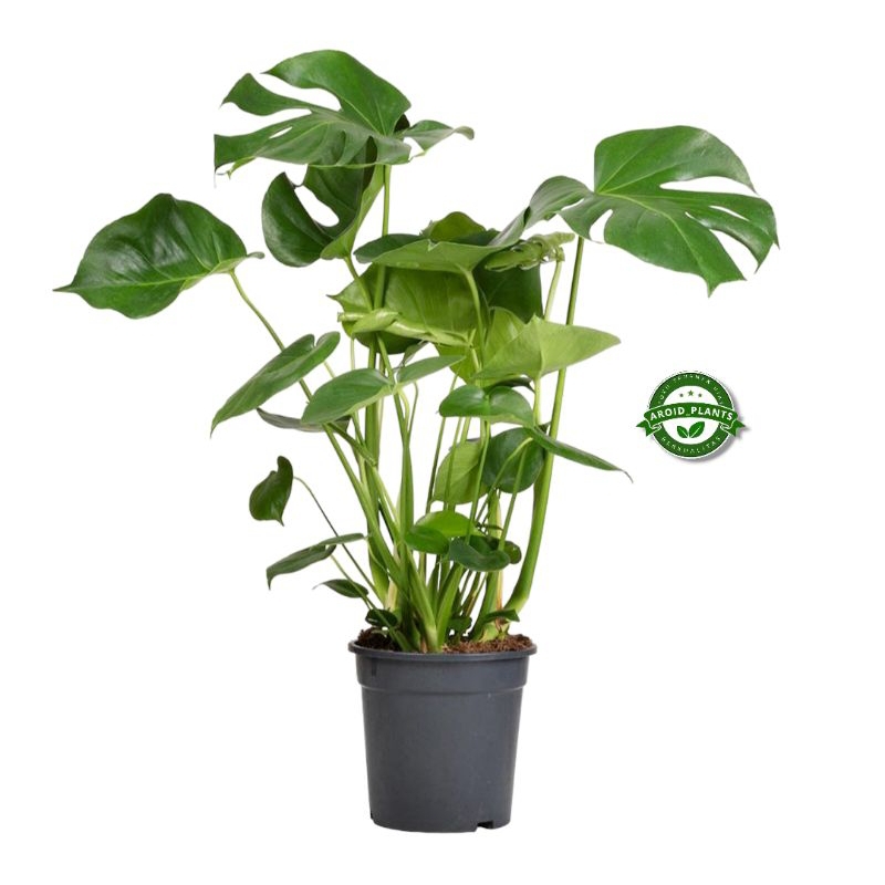 Tanaman Hias Monstera Deliciosa + Pot - Pohon Monstera Deliciosa Pakai Pot