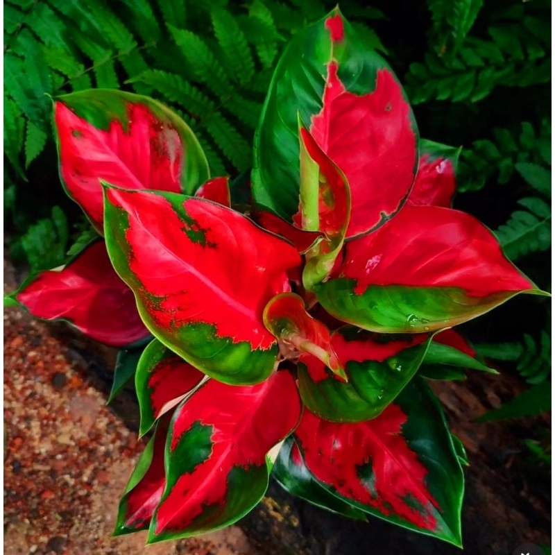 ( BISA COD ) Aglonema Suksom Belang Compaction Merah Mutasi Tanaman Hias Aglonema Aglaonema Suksom B