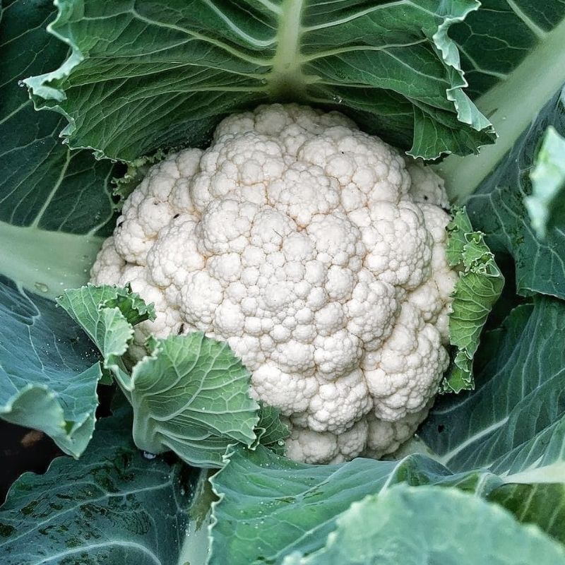 10 Biji Benih Kembang Kol Bibit Bunga Kol Dataran Rendah