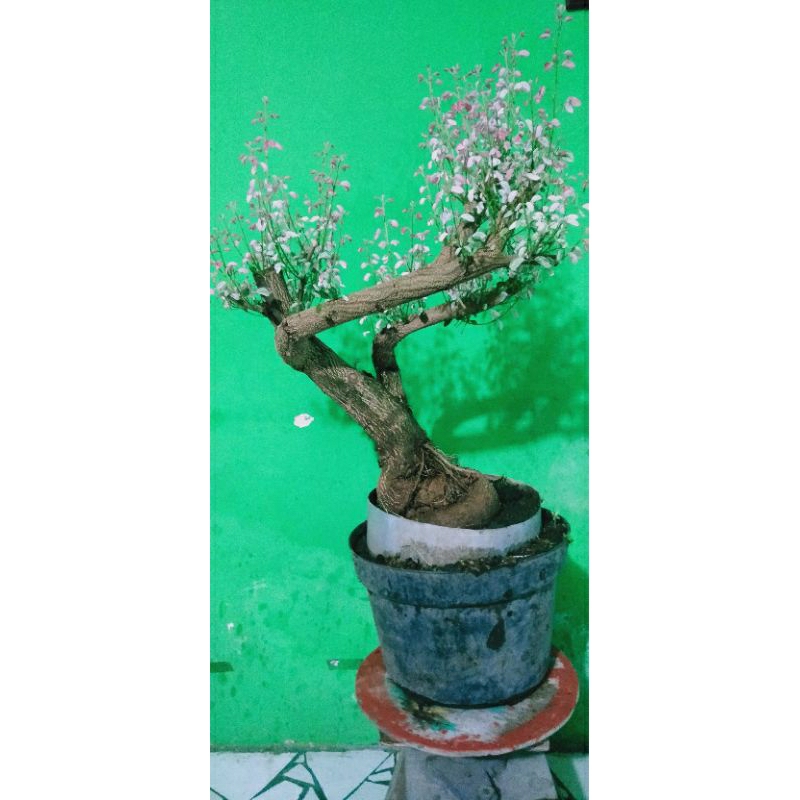 Bonsai asem londo varigata