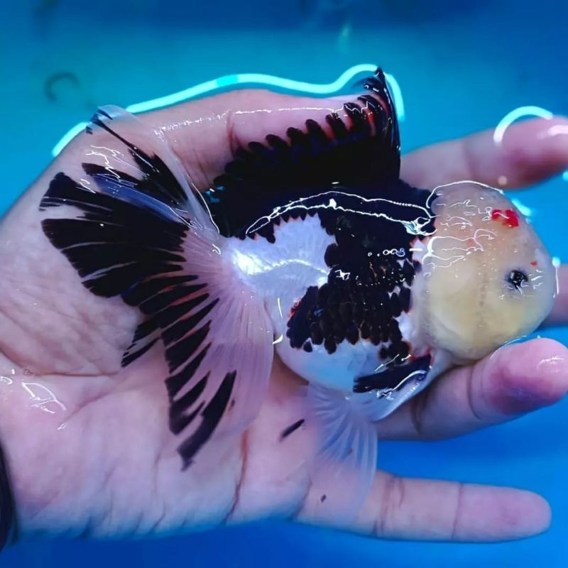 koki panda ukuran jumbo gojek only Jabodetabek