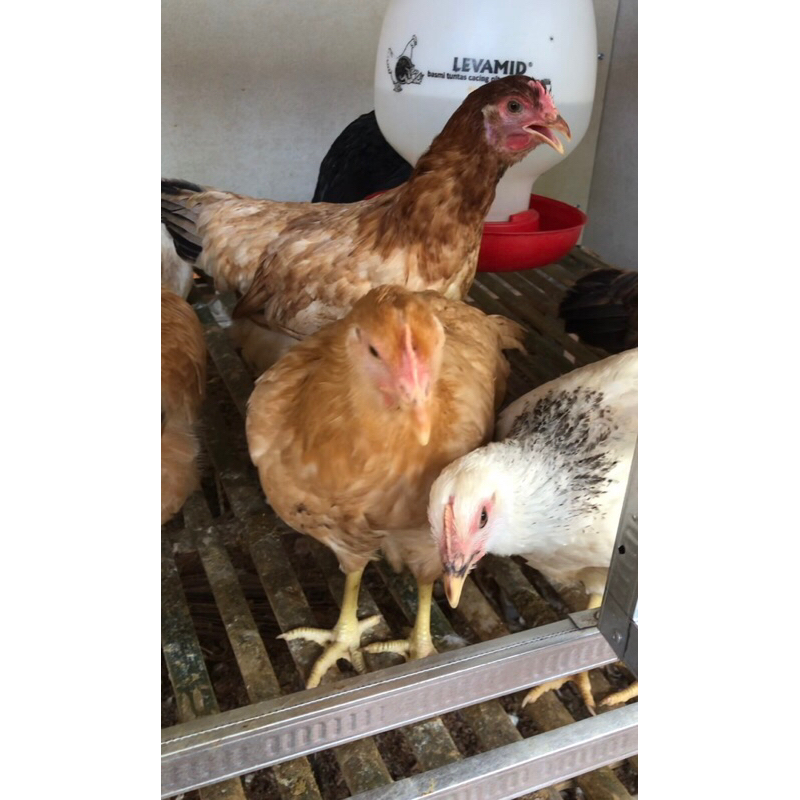 

Paket 12 butir Telur Fertil Ayam Blackpermud2 (BP2)