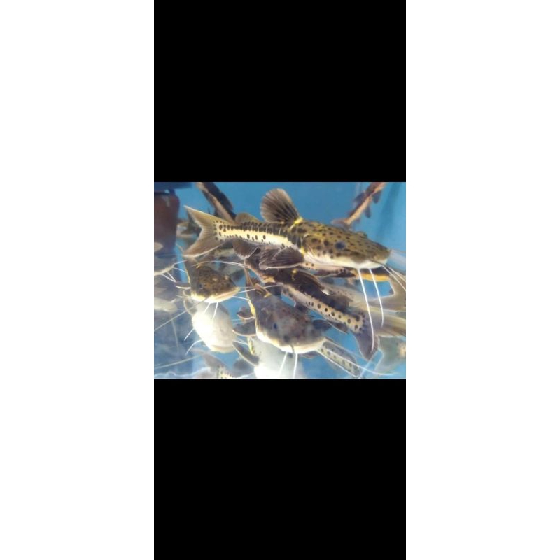 Hiasan Aquarium Leopard Catfish